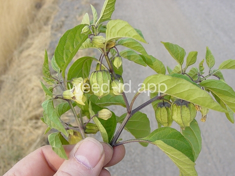 groundcherry, longleaf